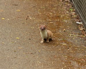 Stoat