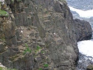 Fulmars On Cliff In Hosta Bay North Uist.