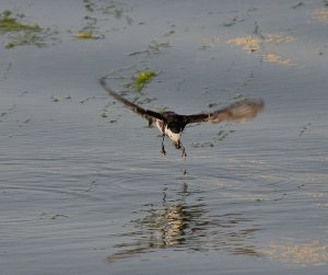 Fly catching Wagtail