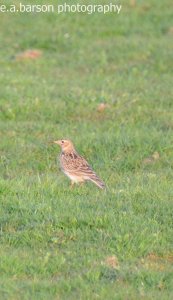 skylark