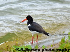 oystercatcher