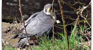 peregrine(F)