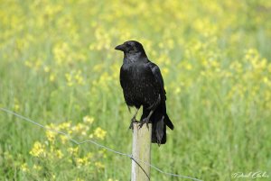 Carrion crow