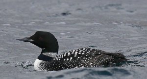 Great Northern Diver