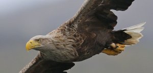 White-tailed Eagle