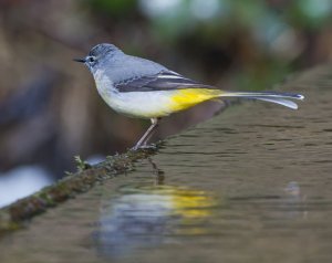 Grey Wagtail