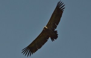 Griffon vulture