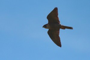 Peregrine Falcon