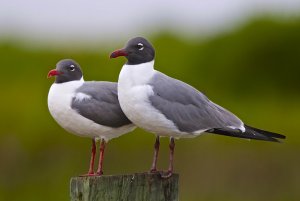 Laughing Gull (adult)