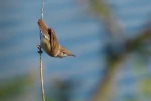 Reed Warbler