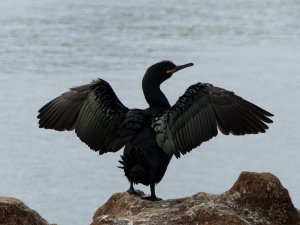 Cormorant/European shag