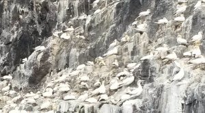 Gannets On Bass Rock