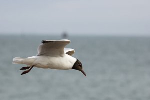 Black headed Gull