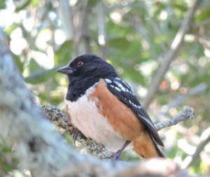 Spotted Towhee