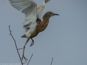 Squacco heron