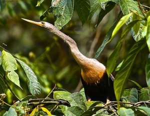 Anhinga (female)