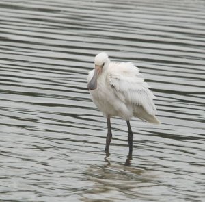 Spoonbill