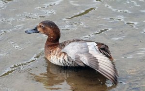 Pochard - Female