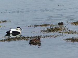 Common eider pair with chick