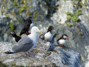 Herring gull, razorbill & puffins!