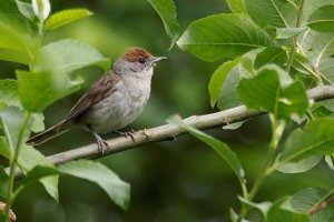 Female Blackcap