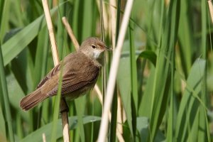 Reed Warbler