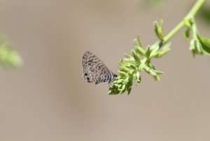 Lang's Short-tailed Blue