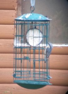 Nuthatch On The Cocunut Feeder