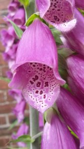 Pink Foxglove