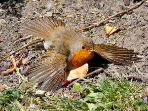 Paddy robin