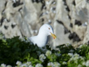 Herring gull looking askance at you!