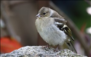 Young Chaffinch
