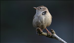 Wren