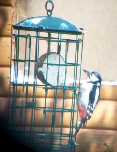 Great Spotted Woodpecker On Feeder