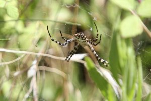 Banded Garden Spider