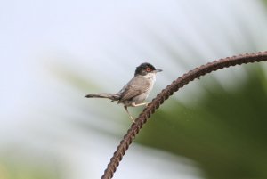 Sardinian Warbler