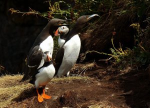 Puffins and guillemots