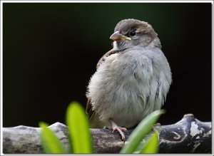 Young Sparrow