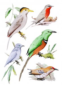 Hypothetical passerines of Indoburma