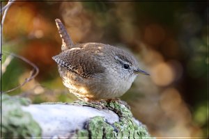 Wren