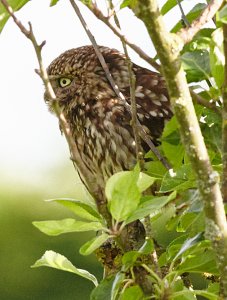 Little Owl