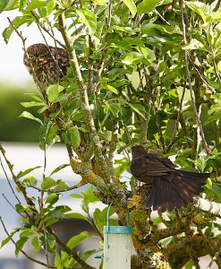 Little Owl