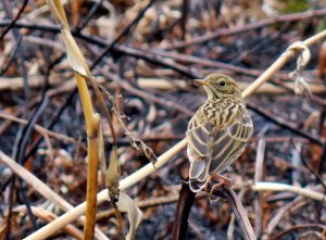 meadow pipit