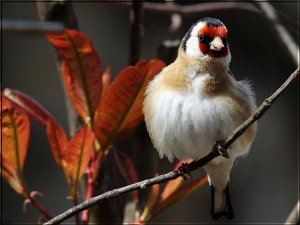 Goldfinch