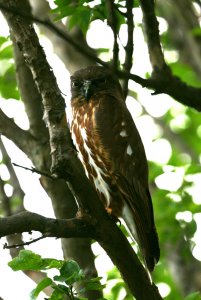 Northern Boobook Male