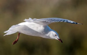 A very common Silver Gull