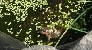Frog In The Garden Pond