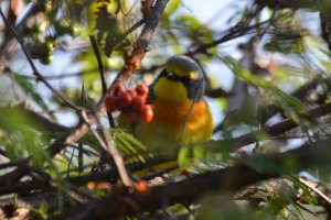 Orange-Breasted Bushshrike