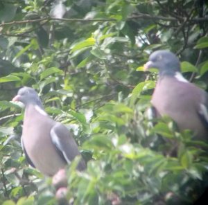 Woodpigeons On Tree