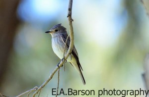 bird from tunisia